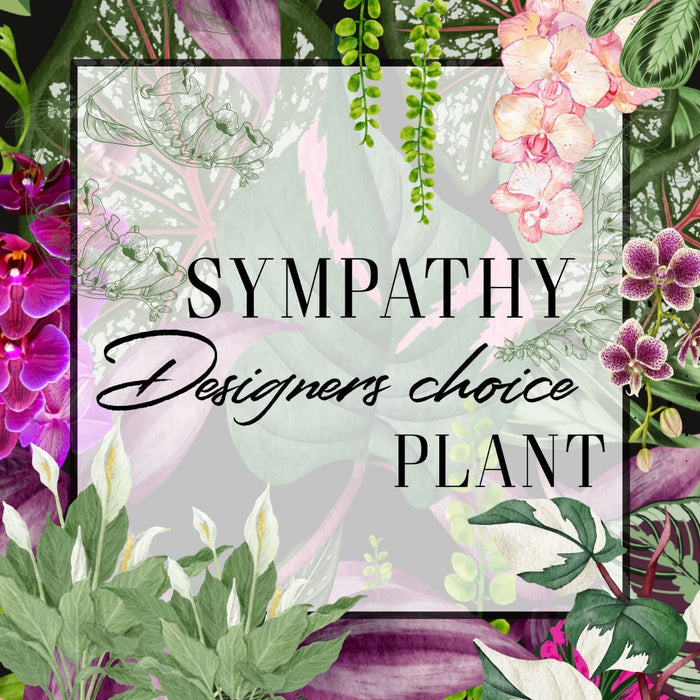 Floral design with text 'SYMPATHY Designers choice PLANT' surrounded by various flowers and leaves.