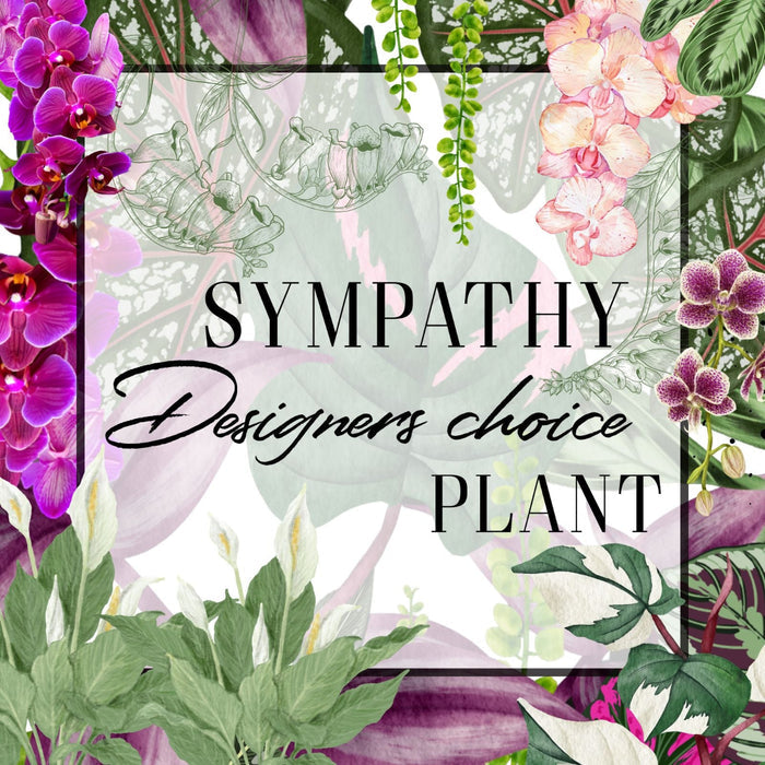 Designers choice sympathy plant with floral and leaf decorations