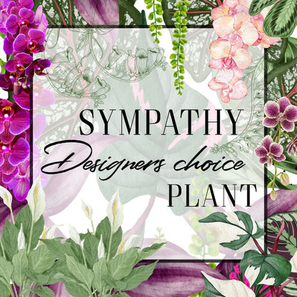 Designers choice sympathy plant with floral and leaf decorations