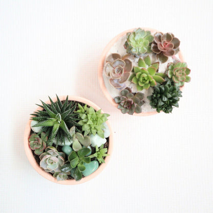 Succulent garden with a variety of succulents. With crystals accenting the garden in a pink pot.