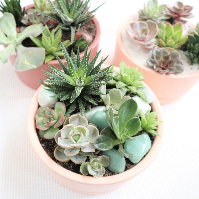 Succulent garden with a variety of succulents. With crystals accenting the garden in a pink pot.