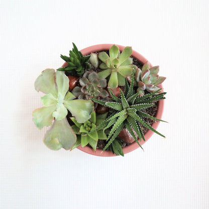 Succulent garden with a variety of succulents. With crystals accenting the garden in a pink pot.