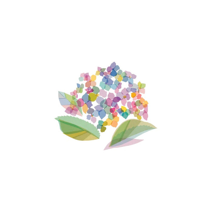 Hydrangea